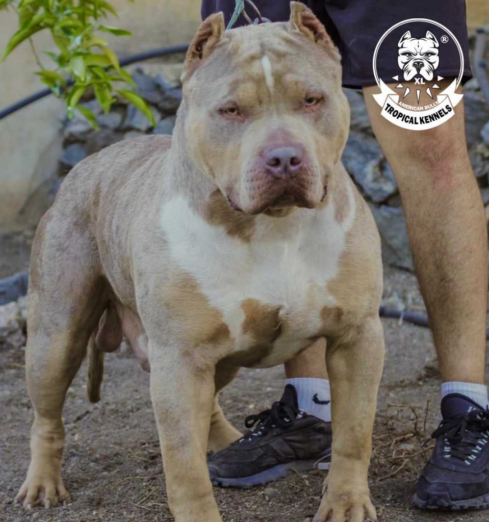 Pitbull Bullies XL